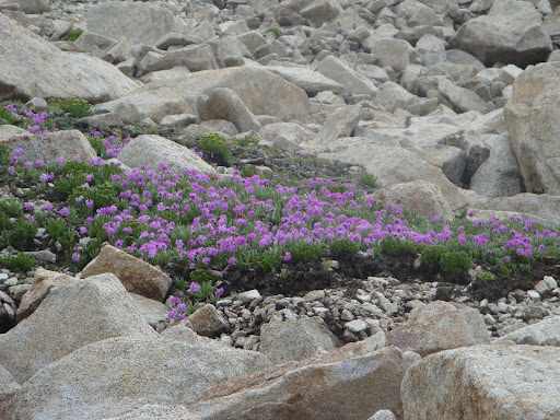 Ladakh Wildlife